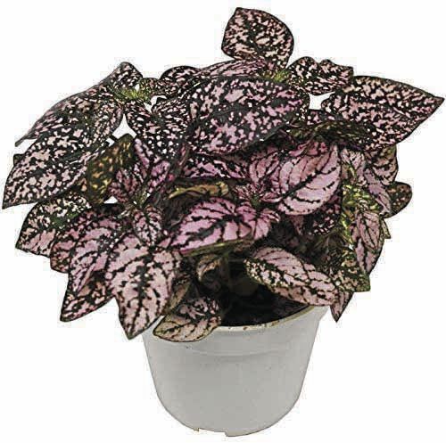 _PolkaDotPlant_CMYK.jpg
